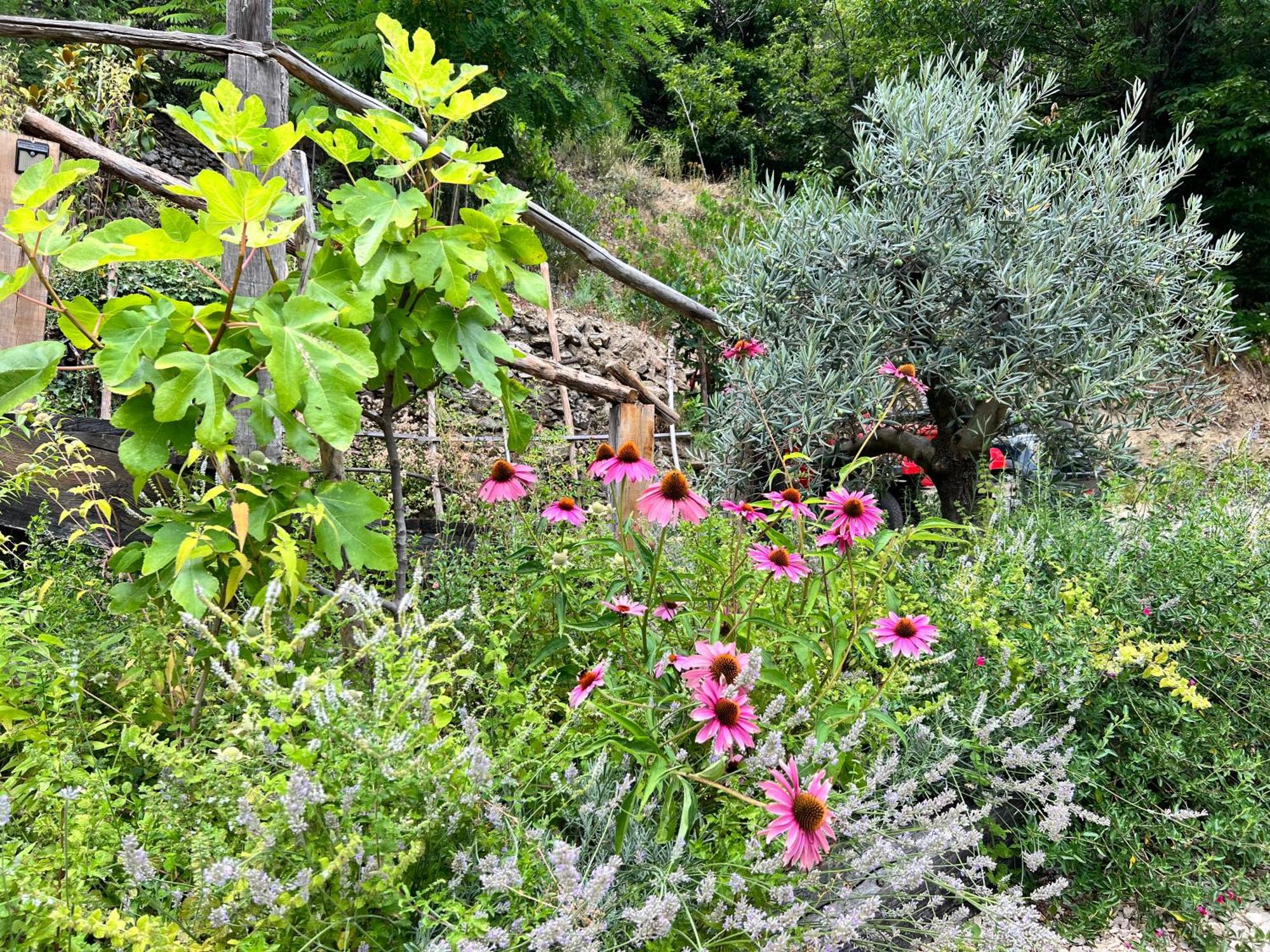 Les Magnels Bed and Breakfast Valleraugue Exteriör bild